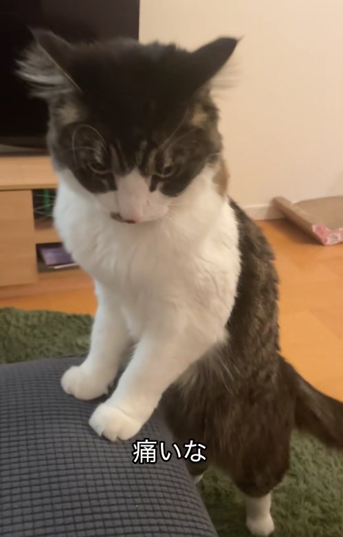 ソファに両前足をついて立っている猫(やや引き)