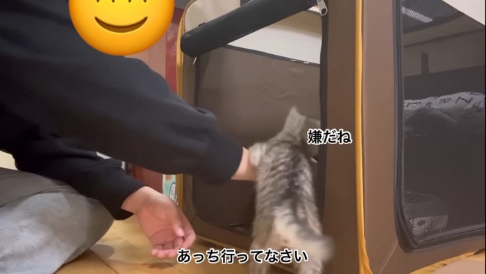 飼い主の手にしがみつく子猫