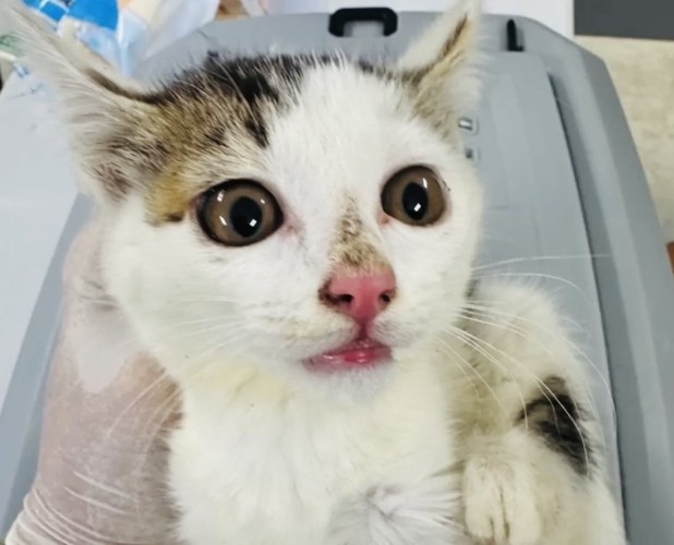 抱っこされる子猫