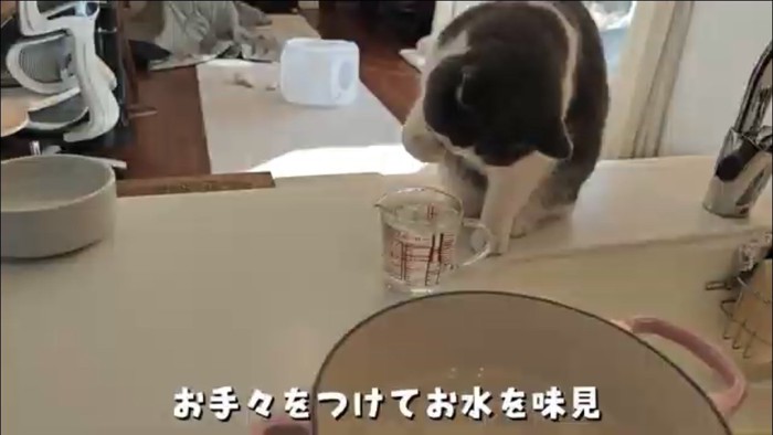 水を飲む猫