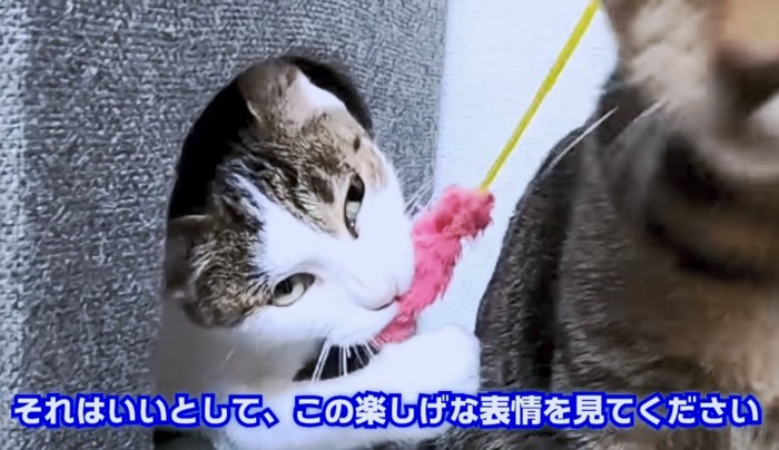 猫じゃらしにガブッ！