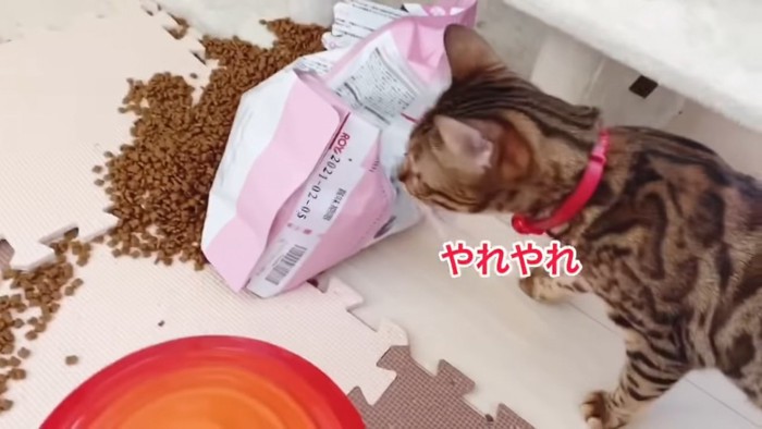 破れたキャットフードの袋