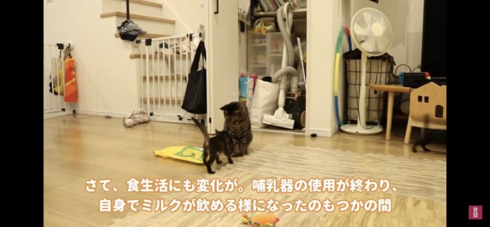 じゃれる猫