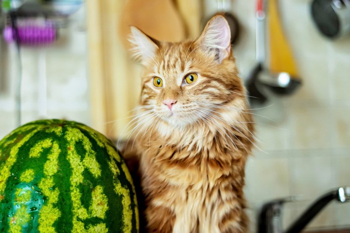 スイカを見つめる猫