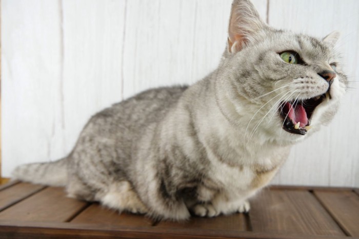 口を大きく開けて鳴いている猫