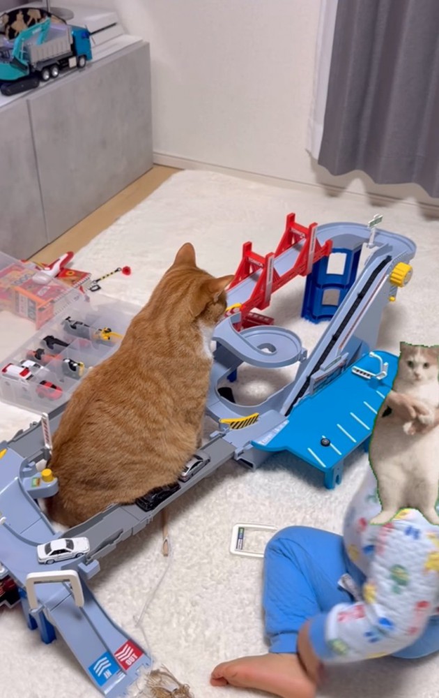 猫のお腹で渋滞発生