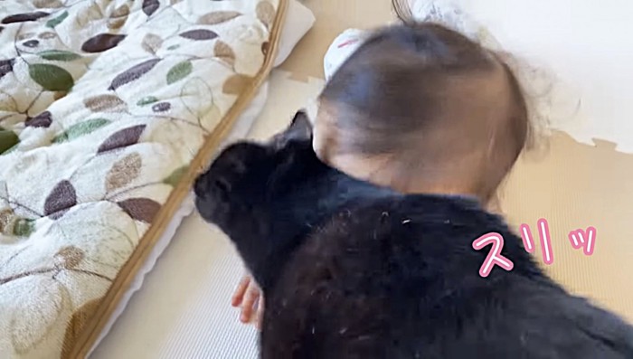 赤ちゃんにスリスリする猫(アップ)