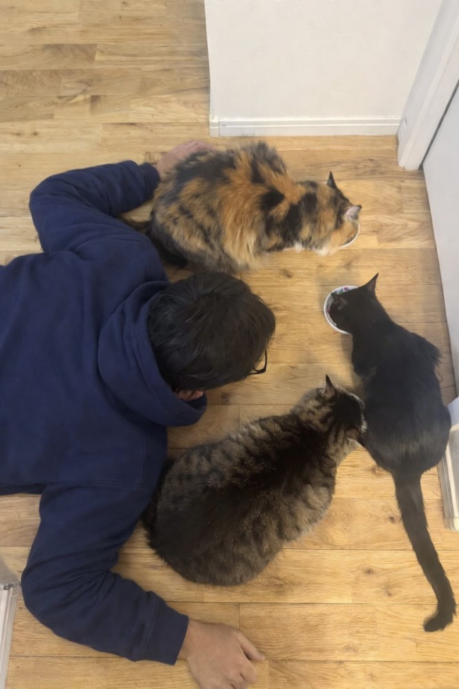 ごはん中の猫と見守る人