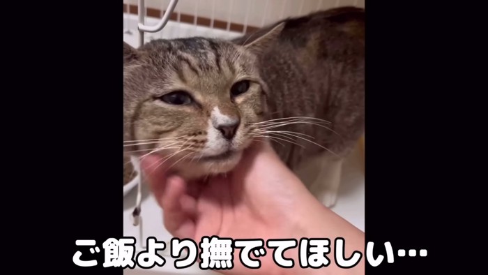 顔をなでられる猫