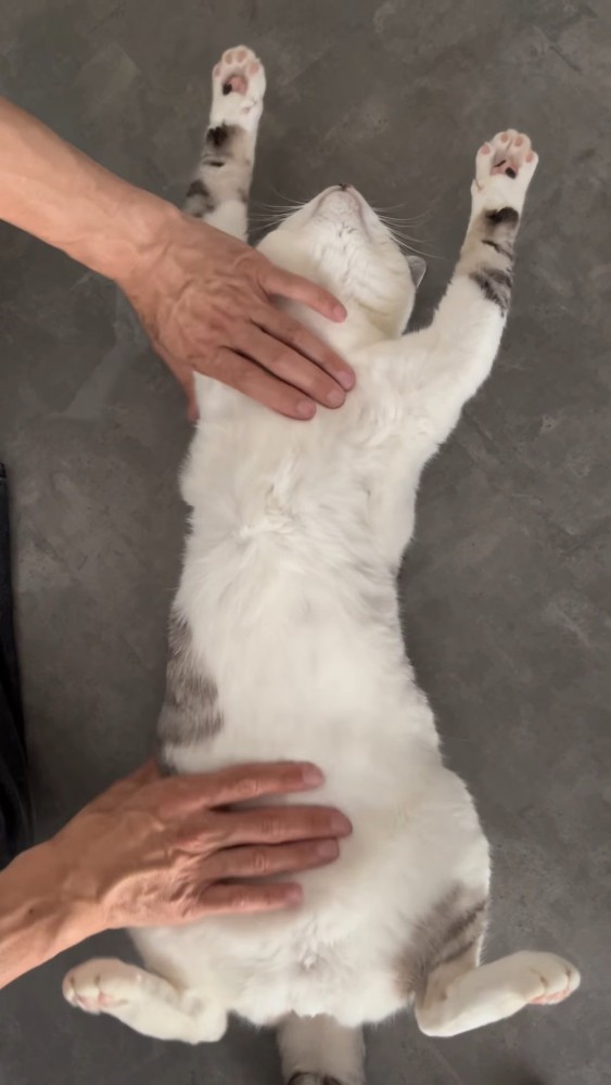 お腹を伸ばすようになでられる猫