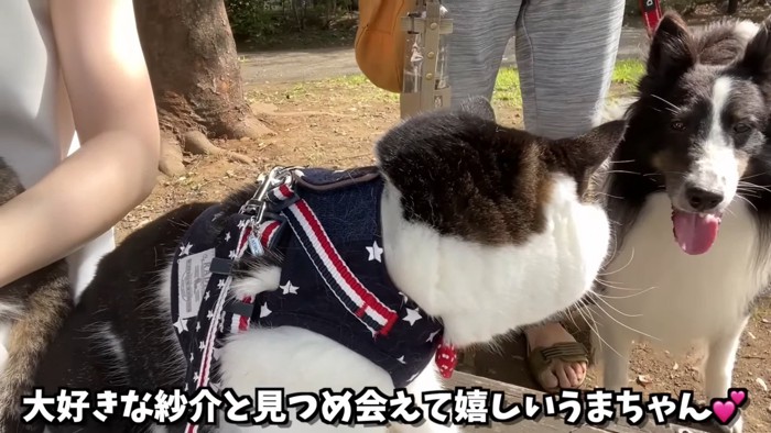 犬を見る猫