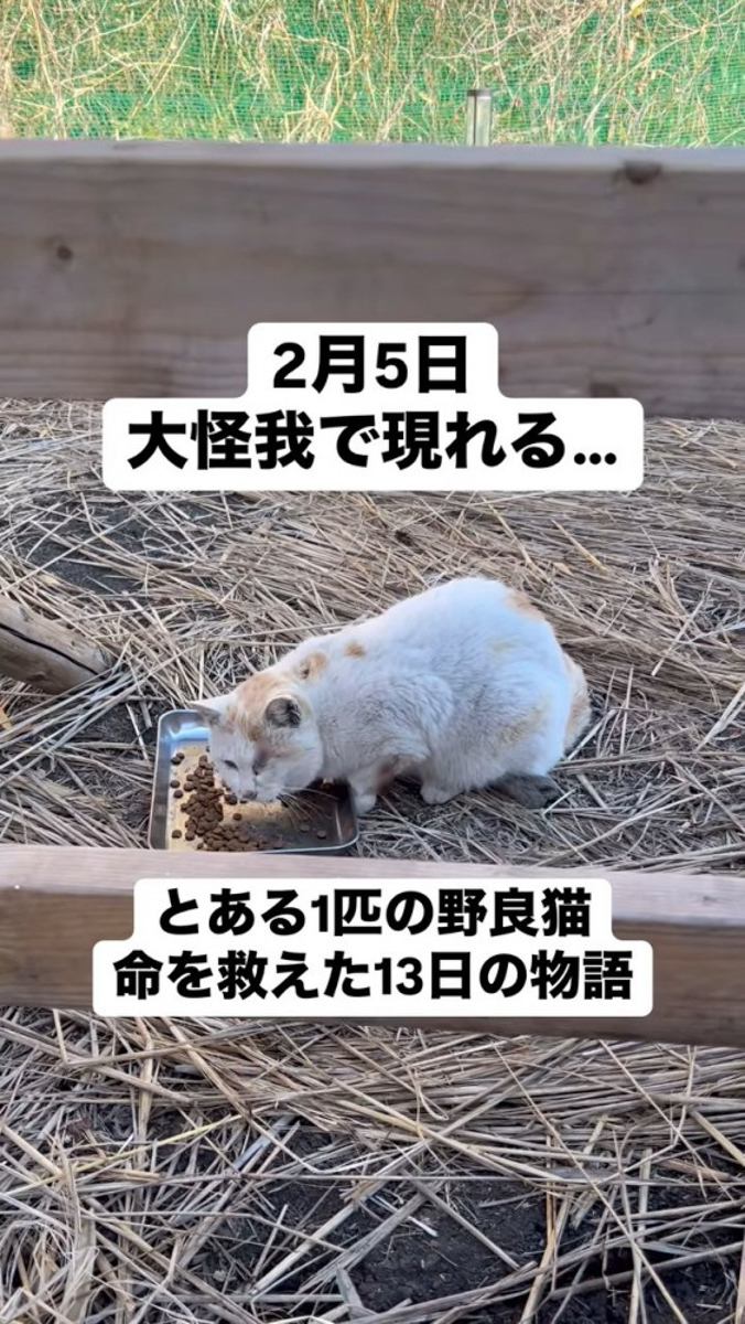 外でごはんを食べる猫