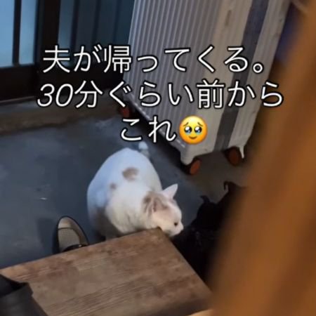 木製の台に右頬を寄せる猫
