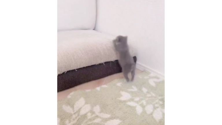 駆け回る子猫