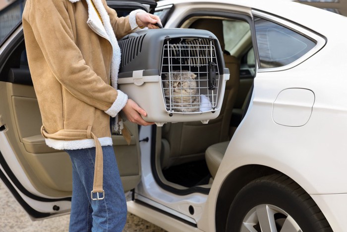 車に乗せられるキャリーバッグに入った猫