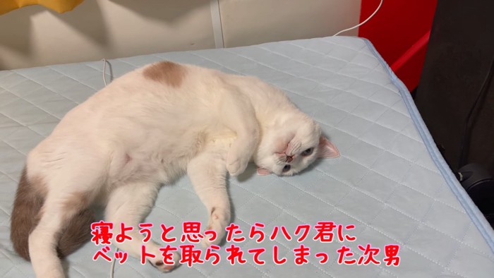 横になる猫