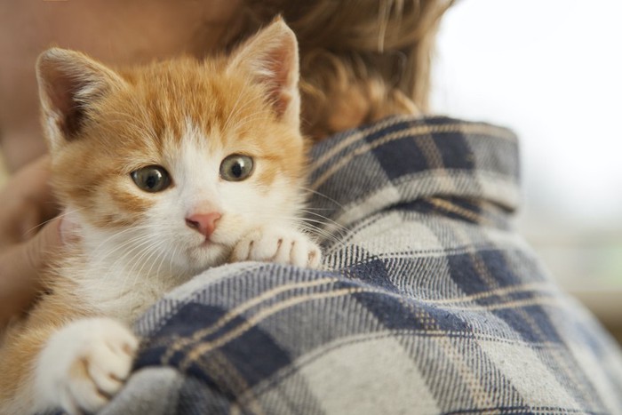 飼い主に抱っこされている子猫