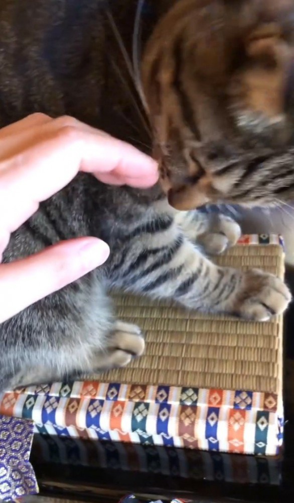 手に噛みつきそうな猫