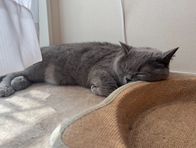 寝ている猫