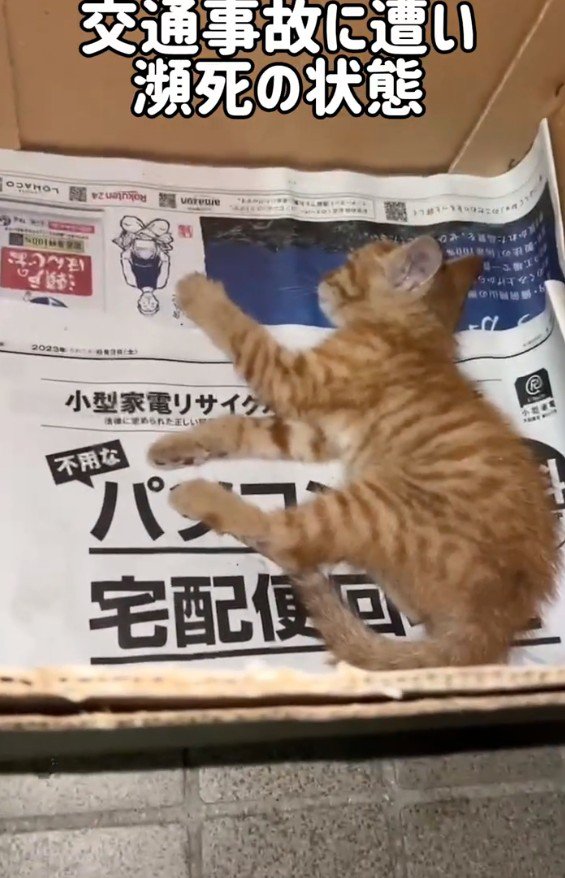 ケガをした猫