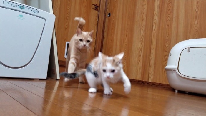 成猫に追いかけられる子猫