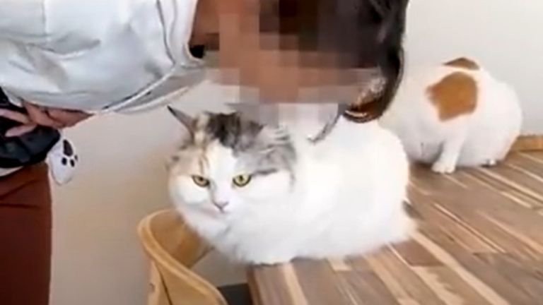 猫吸いしている女性