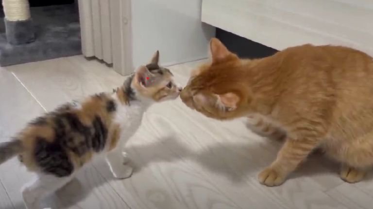 鼻キスする猫たち