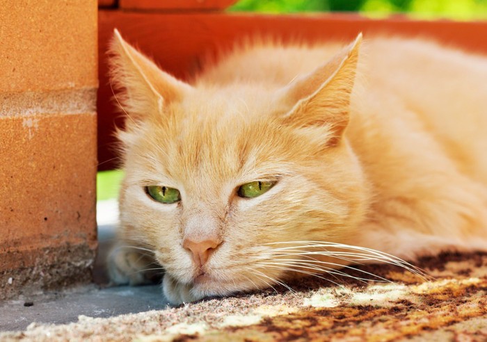 眠そうな猫