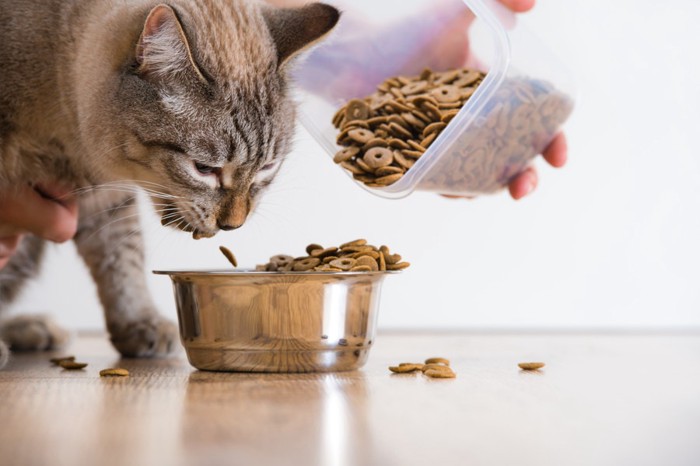 餌をもらう猫