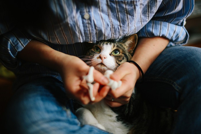 人の手で包まれる猫