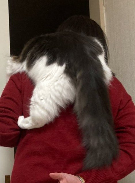 人によじ登る猫（アップ）