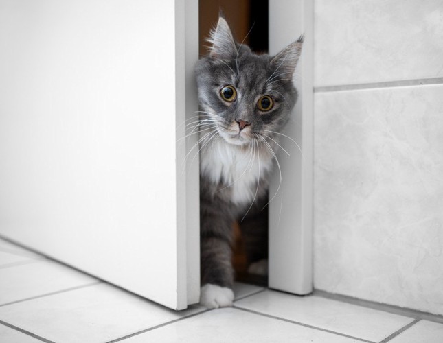 部屋が気になる猫