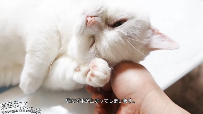 頭をなでられる猫