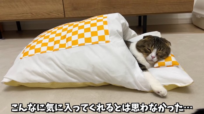 布団に入って寝る猫