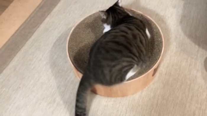 マタタビの中でうずくまる猫