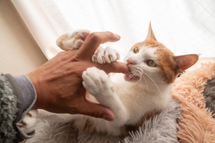 人の手で遊ぶ猫