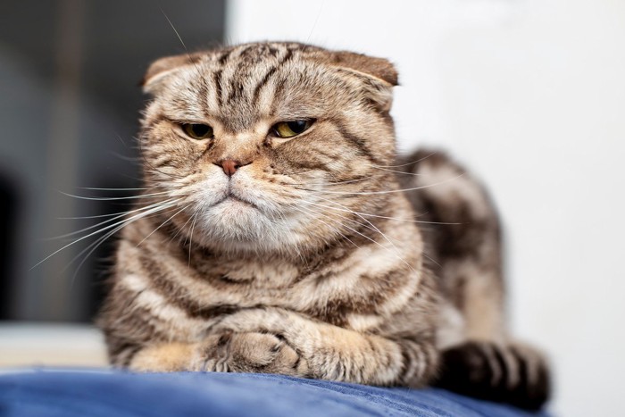 不審な目で見る猫