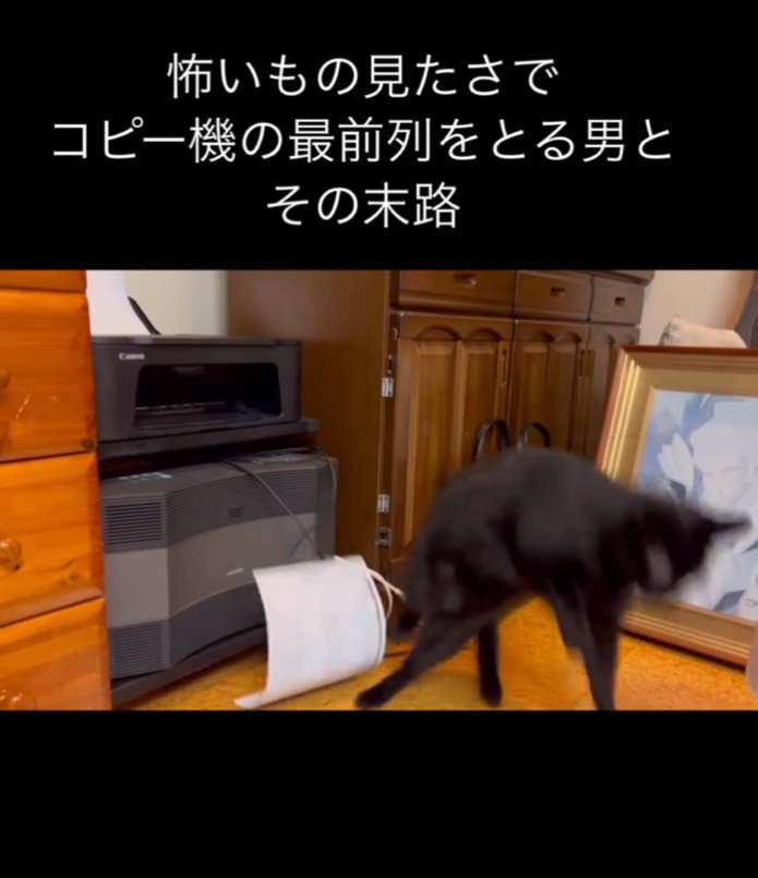 飛ぶ猫