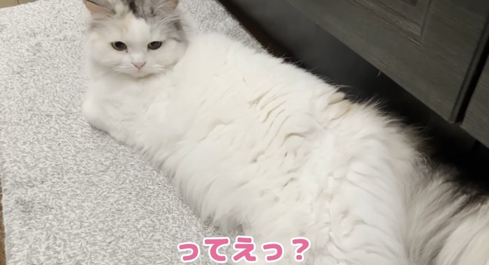 横たわる猫