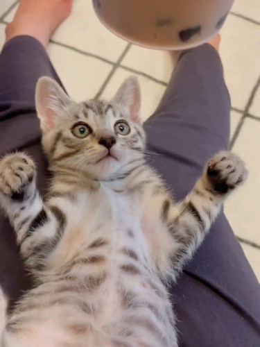 仰向けでカップを見つめる猫