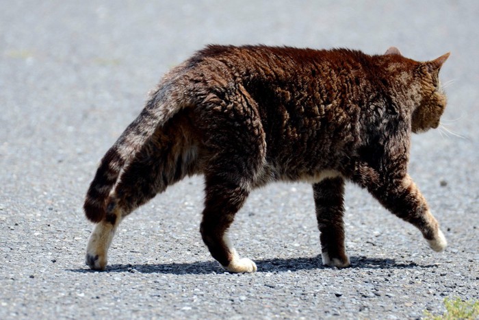 野良猫の後ろ姿