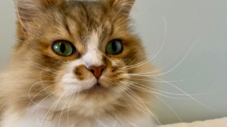 室内にいる猫