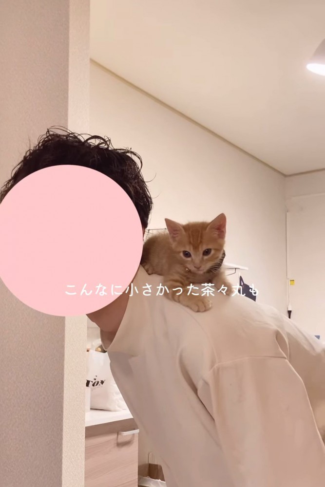 背中に乗る子猫