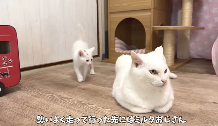 並んでいる成猫と子猫