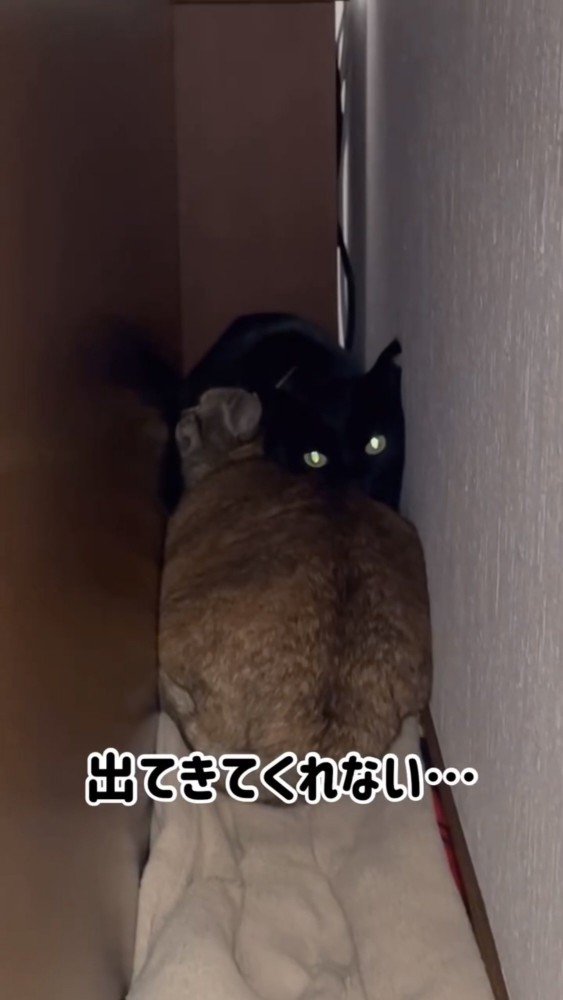 並んでいる3匹の猫