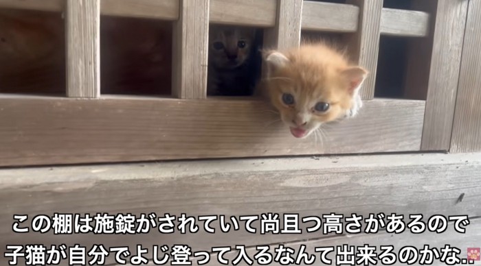 木造の格子から猫1匹が顔を出している