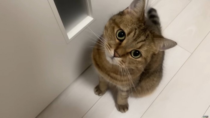 首をかしげて飼い主を見上げる猫