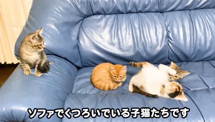 ソファにいる4匹の子猫