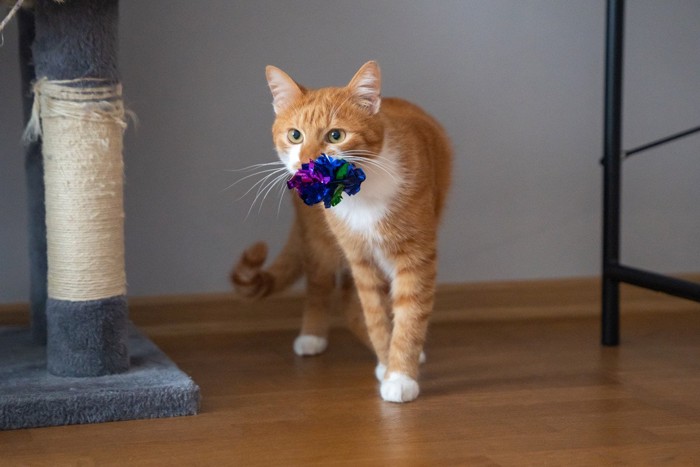 狩りごっこをする猫