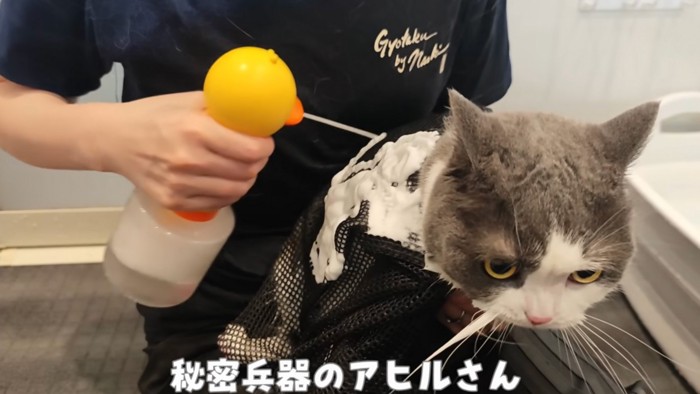 泡をかけられる猫